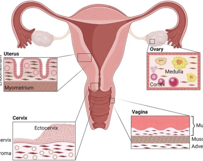 Reproductive Anatomy