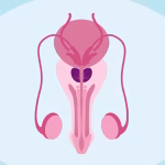 Prostate Health Concerns - Know Changes Worth Discussing Early